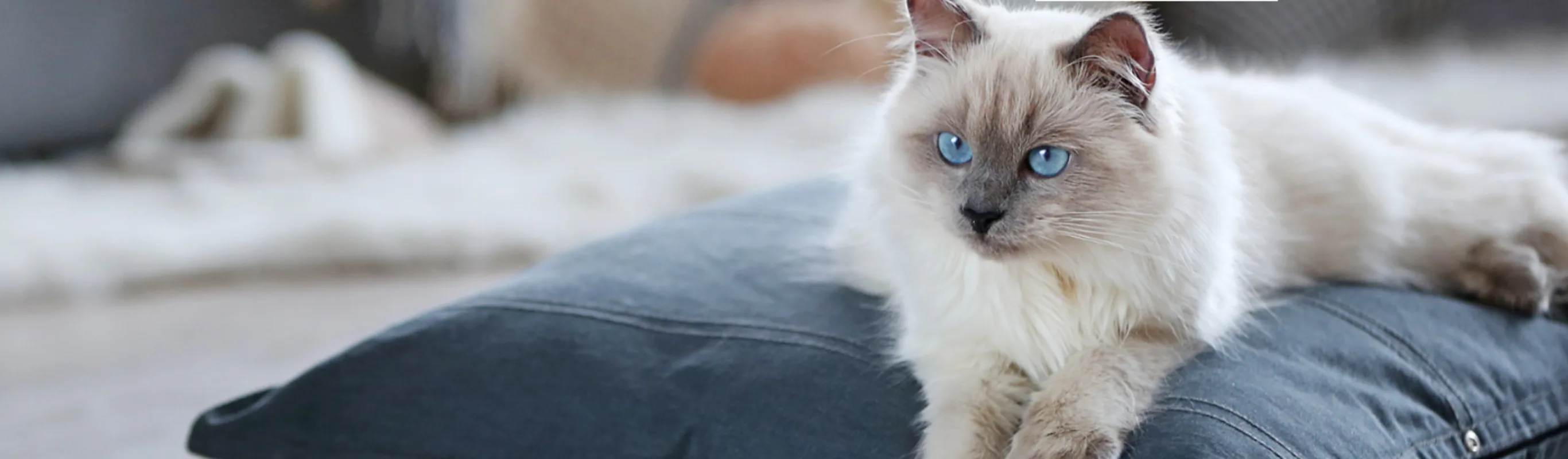 Cat Laying on a Pillow